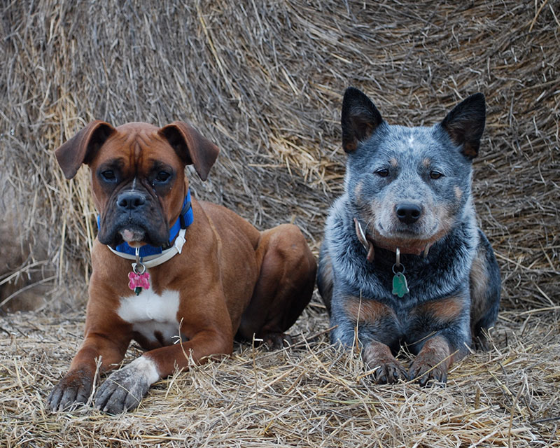 Peter's dog training tips