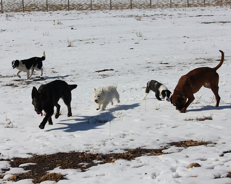 Peter's dog training tips