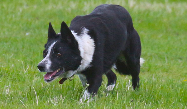 Working line border store collie