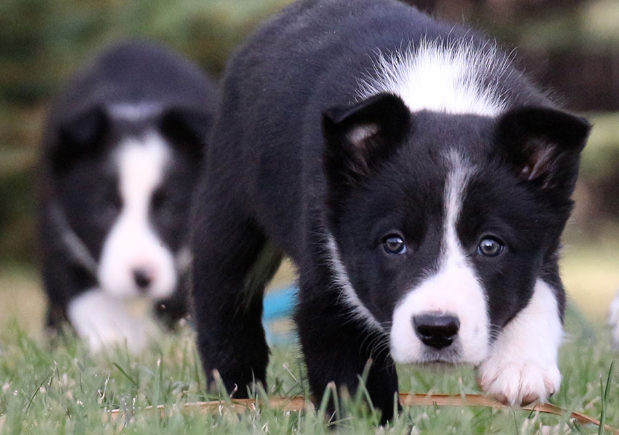 Haus Stirling Kennels Border Collies