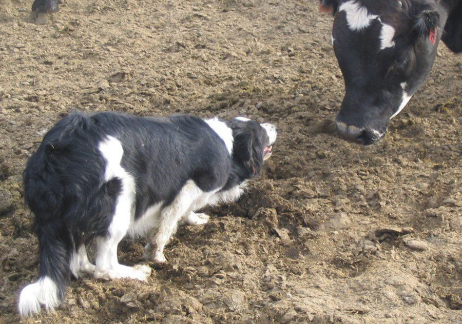 Haus Stirling Kennels Border Collies