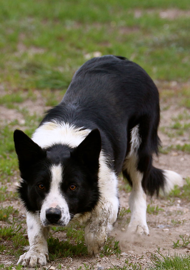 Haus Stirling Kennels Border Collies