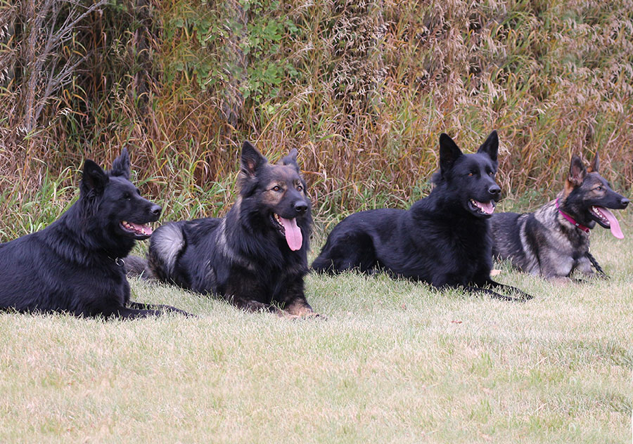 Haus Stirling Kennels German Shepherds