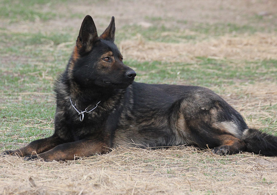 Haus Stirling Kennels German Shepherds