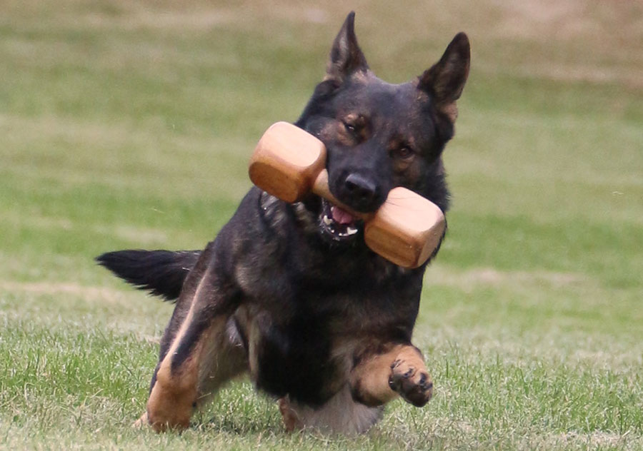 Haus Stirling Kennels German Shepherds