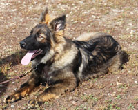 German Shepard