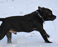 Staffordshire Bull-Terrier
