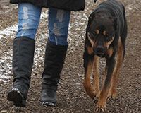 Rottweiler Mix